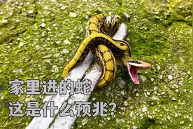 家里进蛇是什么预兆？俗话说青龙入宅升官发财！实拍蛇进居民家里视频封面