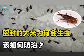 中国储粮的“敌人”！为何密封包装的大米也会生虫？该如何防治？视频封面