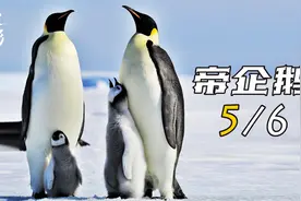 （五）零下60°的生命奇迹，5000只企鹅抱团取暖，场面壮观视频封面