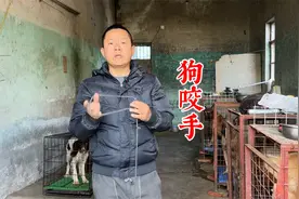 狗喜欢咬手怎么办？也不知道怎么教，十年训犬师为你排忧解难视频封面