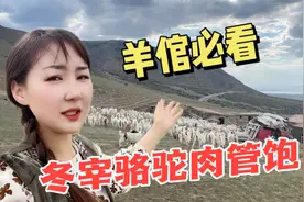 草原羊倌待遇咋样？与新疆丫头同吃住管300头羊，月入5000啥要求视频封面