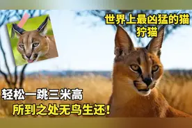 猫界的捕猎杀手，速度直追猎豹，轻松捕杀胡狼视频封面