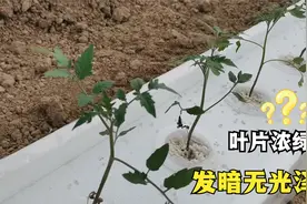 番茄水培出了问题，叶片浓绿发暗无光泽，问题出在水肥上视频封面