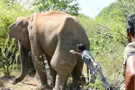 大象后腿长了个脓包，救援人员现场救治，镜头拍下全过程