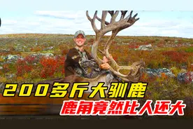 200多斤的大驯鹿，鹿角长得比人还大视频封面
