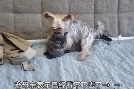 猫狗第一次见面，狗狗竟然骑在猫咪身上，铲屎官：小母狗的矜持呢视频封面