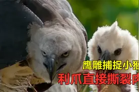 一米高的的鹰雕，利爪精准捕抓小猴子，飞身回窝饱餐！视频封面