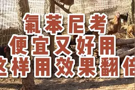 氟苯尼考这么用，效果翻倍哟视频封面
