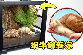 史莱姆手工：蜗牛也很牛！山姆在新年给巨大蜗牛DIY一个新房子视频封面