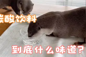 当宠物遇上碳酸饮料，会起到什么反应？镜头记录搞笑一幕视频封面