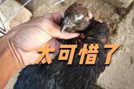 七彩山鸡与家鸡后代真难养，昨天还活蹦乱跳，突然间就没了，视频封面