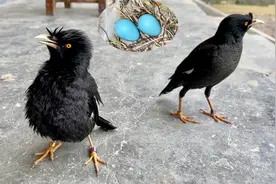 原来八哥的鸟蛋不能碰，碰了有手气就会弃蛋