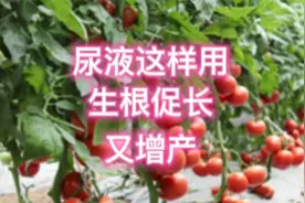 尿液浇菜小妙招，几天长新根，黄叶变绿叶，生根促长又增产视频封面