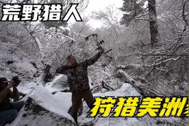 一群猎犬，围捕一只美洲狮，最终猎人一箭封喉视频封面