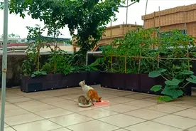 楼顶菜园收养了3只流浪猫后，再无鼠害鸟害，还充满生机和乐趣