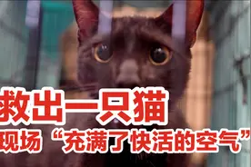 美国在废墟救出一只猫，现场“充满了快活的空气”视频封面
