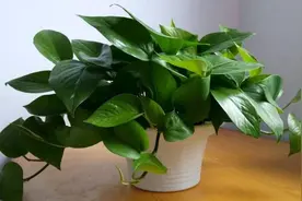 养了这么多年绿萝，才知道是有毒植物，还能不能放在室内养了？视频封面