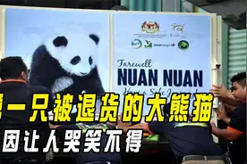 第一只被退货的大熊猫，外国人含泪送回，原因让人哭笑不得视频封面