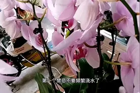 十二月养蝴蝶兰，避开这3个禁忌，别好心办坏事视频封面