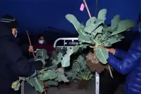 天津育种团队坚持自主创新 让花椰菜长出中国“芯”视频封面