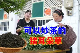 农村地里有一种可以炒茶喝的猪耳朵草，你见过吗？你们把它叫啥呢视频封面