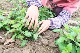 长见识了！你知道土冬虫草是怎么种植的吗？农村小伙带你看一下视频封面