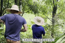 炖猪脚放点八角，那味道绝了，超下饭，可以让你多吃两碗饭视频封面