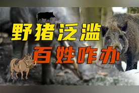 保护动物野猪成灾，猎杀一斤给十块，这钱老百姓能挣吗？视频封面