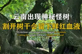 云南出现神秘怪树，割开树干会留下鲜红血液，留的血还能治病？视频封面