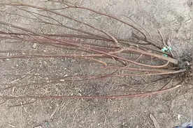 裸根月季大苗，拿到手怎么栽种成活率高？给大家介绍一下处理方法视频封面