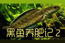 黑鱼养肥记2 沉浸式养黑鱼 尝试各种食材喂黑鱼 太解压有趣了