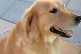 狗狗真的冻脚了今天真是太冷了