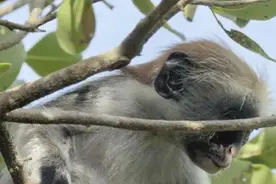 小猴子和猴妈妈走失了，它尽力呼喊家人，却没得到任何回应视频封面