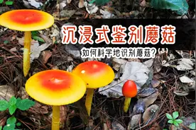 识别蘑菇从入门到精通（3）泡泡带你实地找蘑菇，识别蘑菇详解视频封面