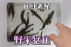 退水捡到了很多大黑鱼，要想养好它们却是个问题视频封面
