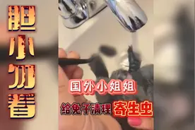 国外小姐姐给小兔子清理寄生虫,这种操作你能做到吗?视频封面