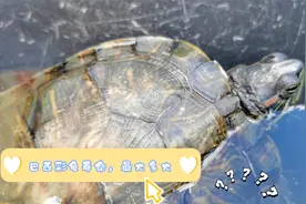 巴西彩龟是家庭中饲养较为普遍的龟类，它寿命是多少，最大有多大视频封面