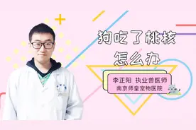 狗吃了桃核怎么办？不知道的一起看看，分分钟长知识