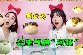 养只会生气的新宠物“河豚”，还能拿来刷鞋？肚子鼓成球太有趣了