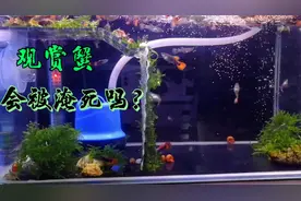 观赏蟹在鱼缸里养不活？是水深淹死的，小先生教你用一个云梯解决视频封面