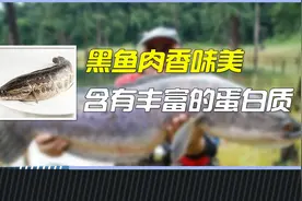 黑鱼繁殖能力超强，一次就可怀卵2万左右，被我国吃到靠人工养殖