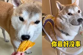 人干事？狗子吃太多红薯臭屁不停，主人专制“自产自闻净化机”视频封面