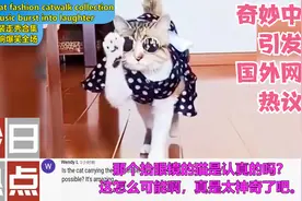 萌猫时装走秀合集，音乐一响爆笑全场，奇妙中国引发国外网友热议视频封面