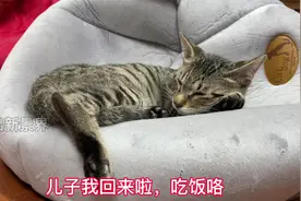 养多少只猫好？看完你就不会再有选择恐惧症视频封面