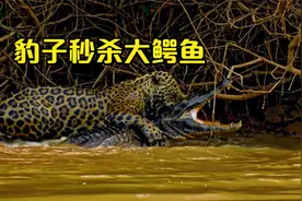 陆地霸主——美洲豹，瞬间秒杀凯门鳄，从来没见过豹子如此霸气视频封面
