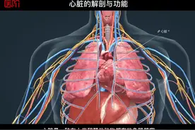 心脏的解剖与功能