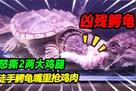 18斤凶残大鳄龟，怒撕2两大鸡腿，吃到极致徒手从鳄龟嘴里抢鸡腿视频封面
