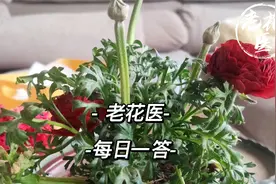 洋牡丹叶子耷拉焦边怎么回事？美洲茶叶子为什么变干？每日一答视频封面