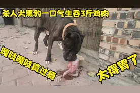 “杀人犬”黑豹挑战生吞白条鸡，3斤肉两口下肚，嘎吱嘎吱真过瘾