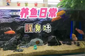 养鱼笔记第2季54集：鱼缸有腥臭味，从这5个原因下手视频封面
